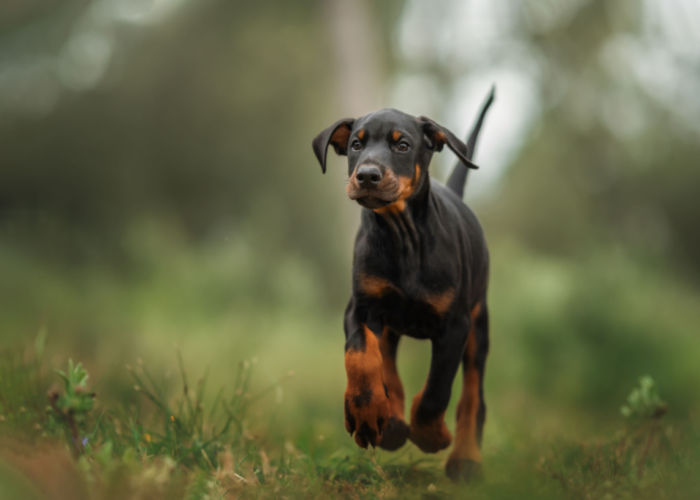 Doberman puppy running in grass.