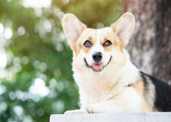Corgi Puppies: Is a Corgi Puppy a Good Family Dog? – Wild One