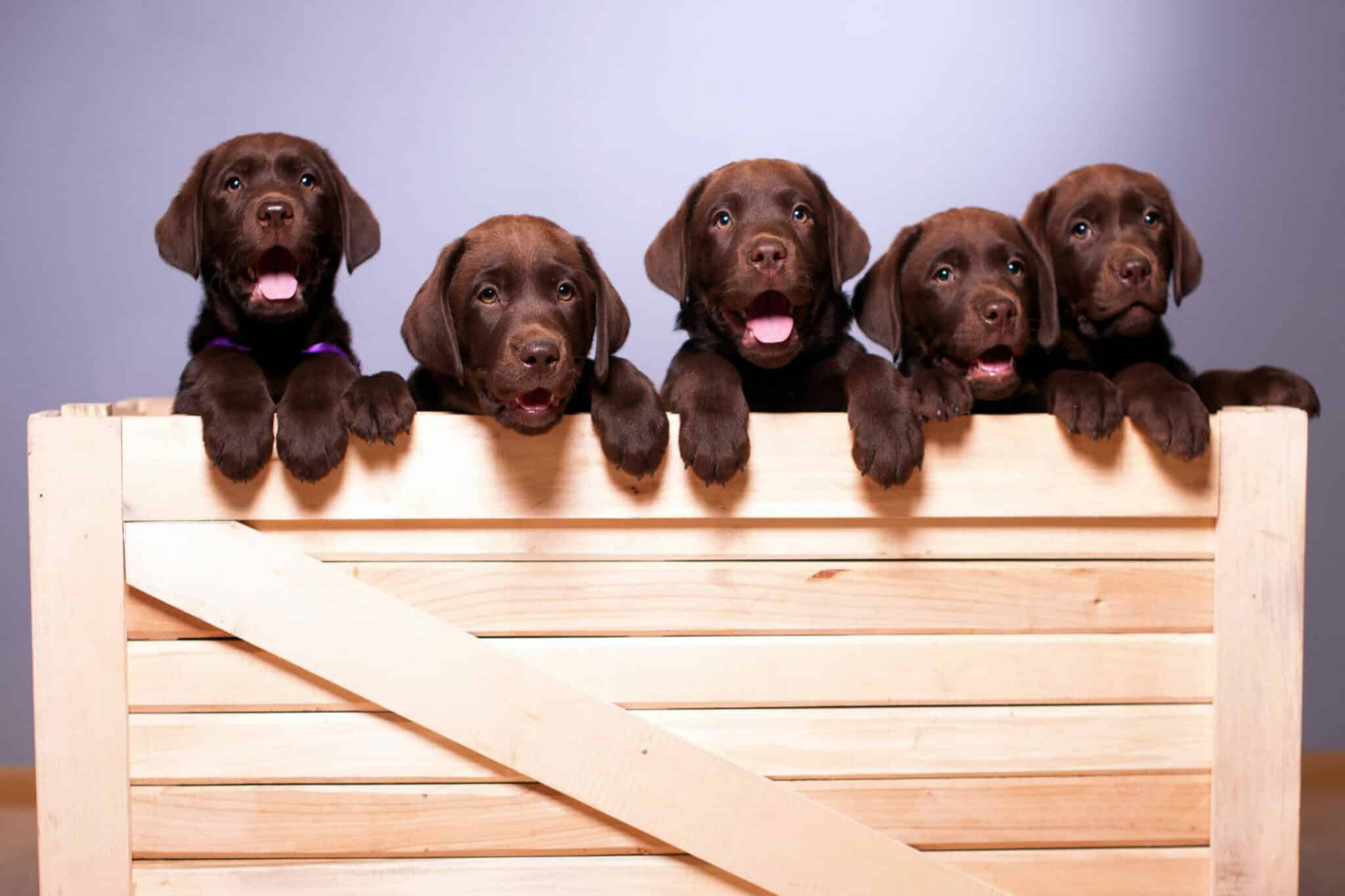 8 Best Labrador Breeders in California [2023 Lab Puppies] Jaxery