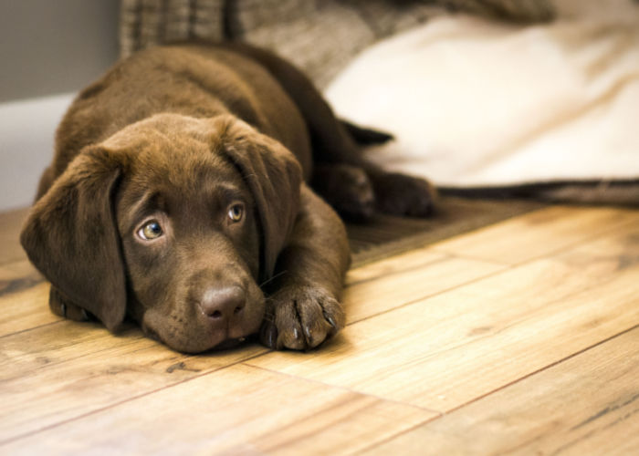 chocolate lab puppy laying on wood floor looking up and to the right.