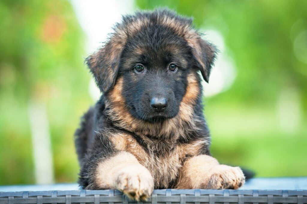 8 Best German Shepherd Breeders in California [2022] - Jaxery