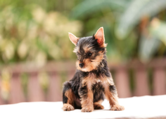 yorkshire terrier puppy looking to the left.