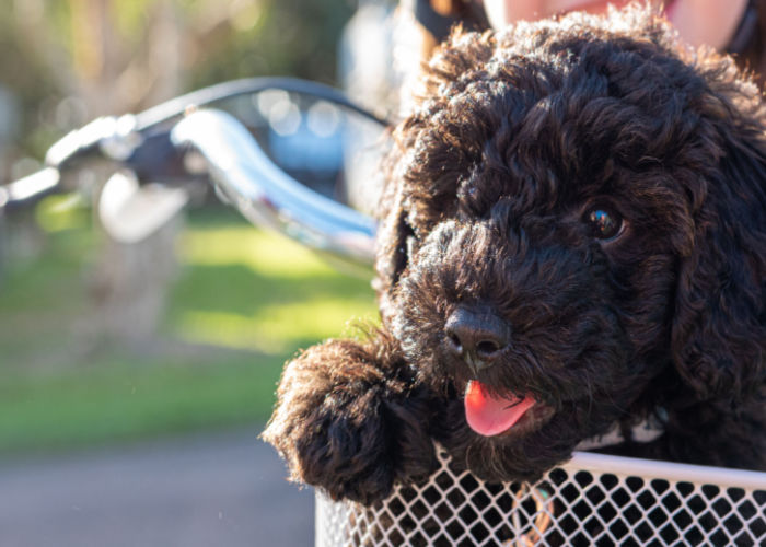happy schnoodle puppy sitting in a cart and smiling. 