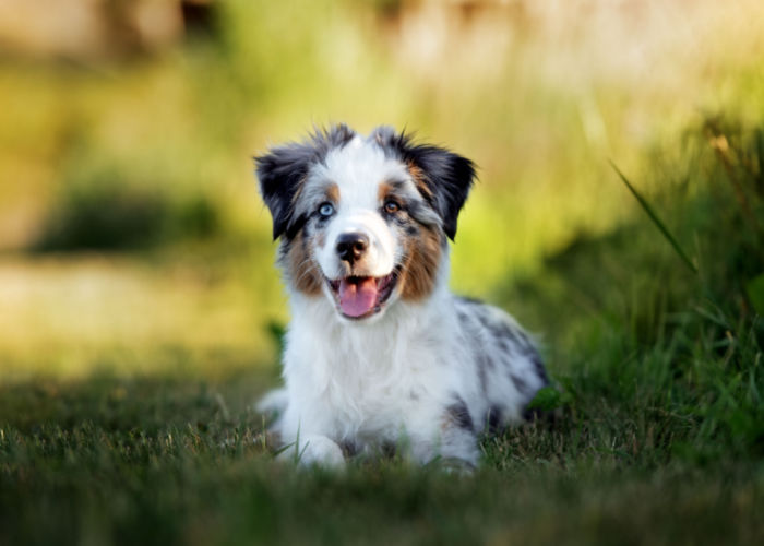 mini aussie puppy happy and laying in grass looking at camera.
