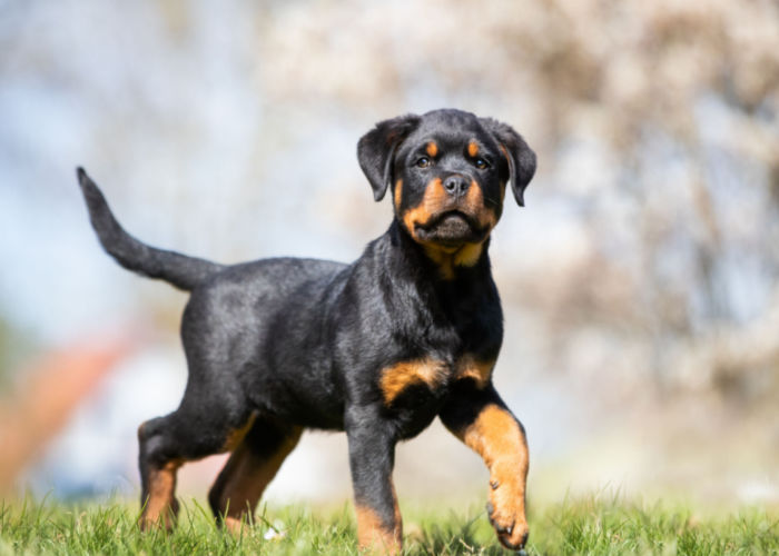 Rottweiler puppy prancing in park