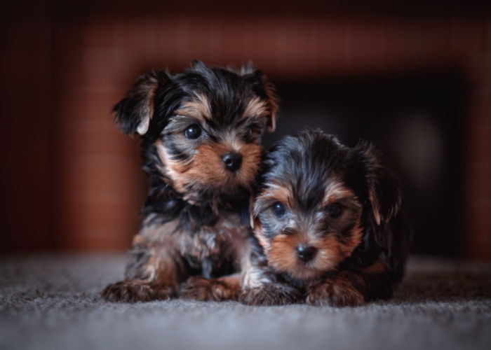 two yorkshire terrier puppies in front of camera on ground. 