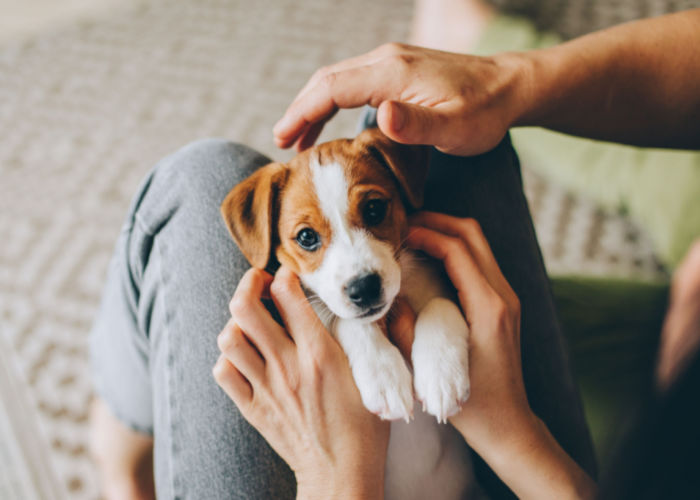 jack russell terrier puppy sitting in woman's lap being love on. 