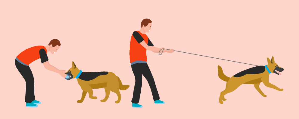 Things To Remember When Training Your Dog