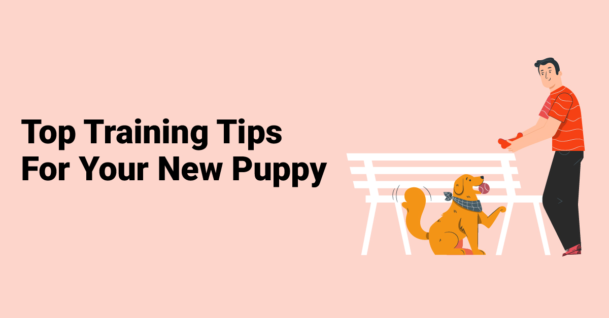 Top Training Tips For Your New Puppy