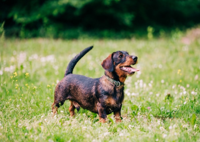 11 Best Dachshund Breeders in California 2023 - Jaxery