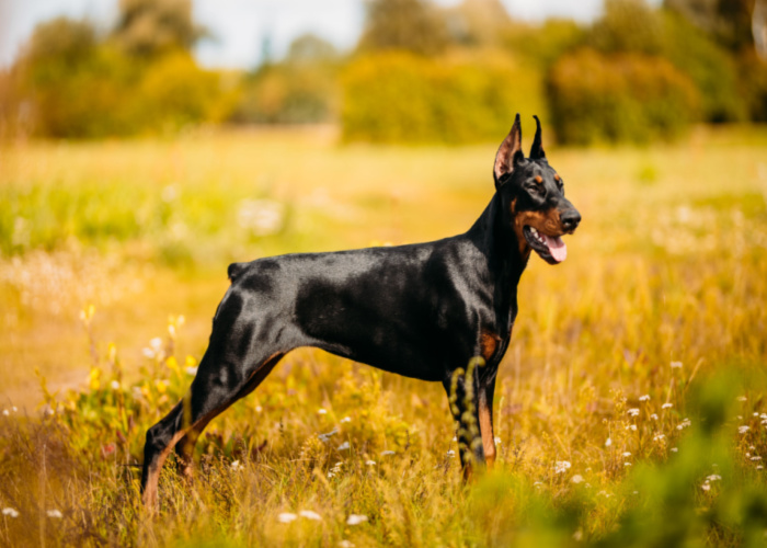 majestic-doberman-dog