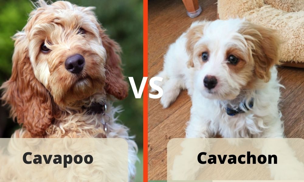 Cavachon vs Cavapoo feature