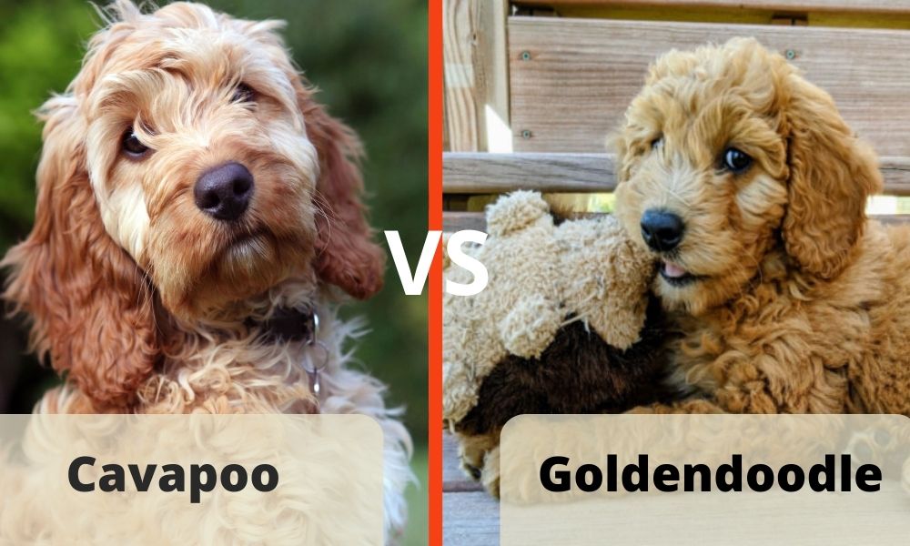cavapoo vs goldendoodle feature