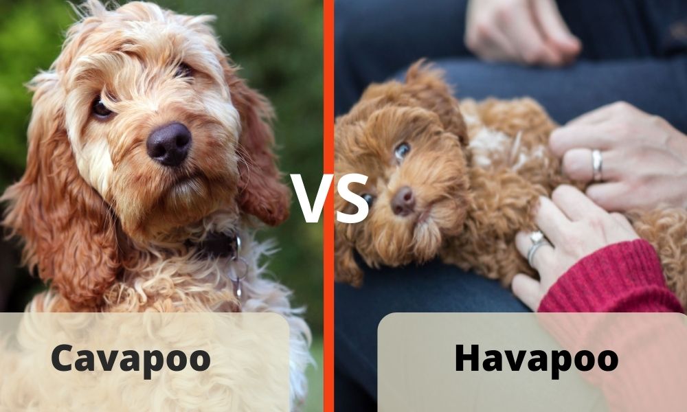 havapoo vs cavapoo feature