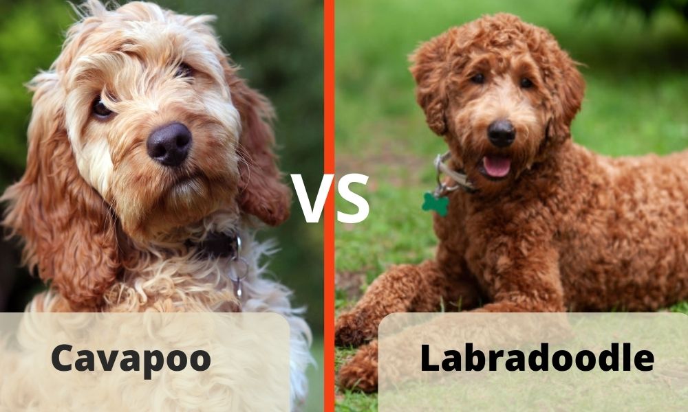 Labradoodle vs Cavapoo comparison feature